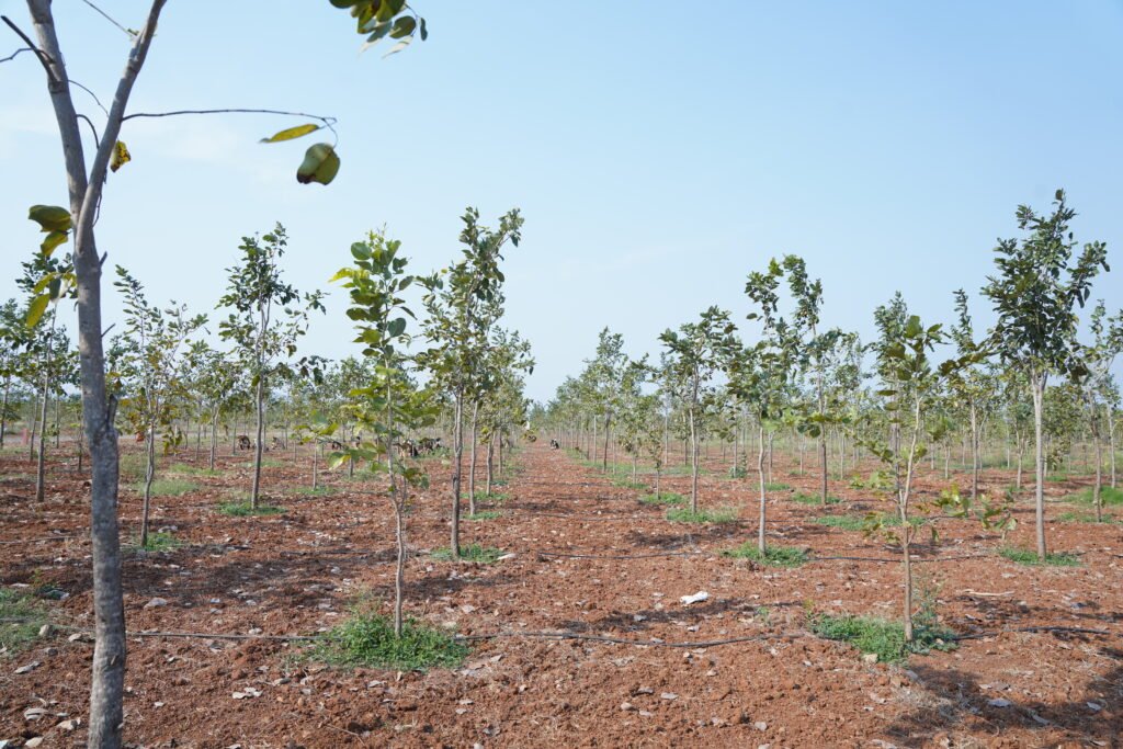 Beyond the Hype: The Tangible Benefits of Investing with Aparajitha properties & farm lands